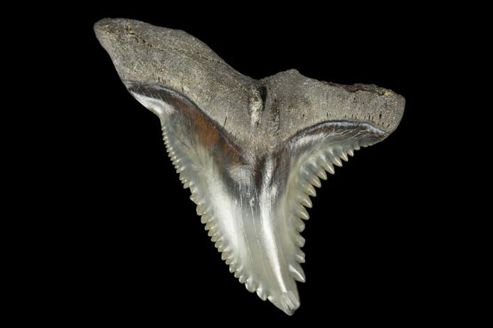 Snaggletooth Shark (Hemipristis) Tooth - Aurora, NC #180066